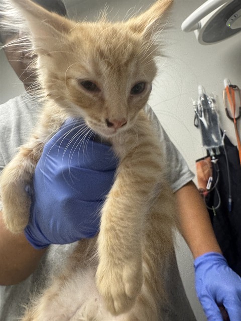 Shelter Stray Male Cat last seen PINE ST, BAKERSFIELD, CA, 201 S Mt Vernon Ave, Bakersfield, CA 93307, USA