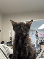 Shelter Stray Female Cat last seen PINE ST, BAKERSFIELD, CA, 201 S Mt Vernon Ave, Bakersfield, CA 93307, USA