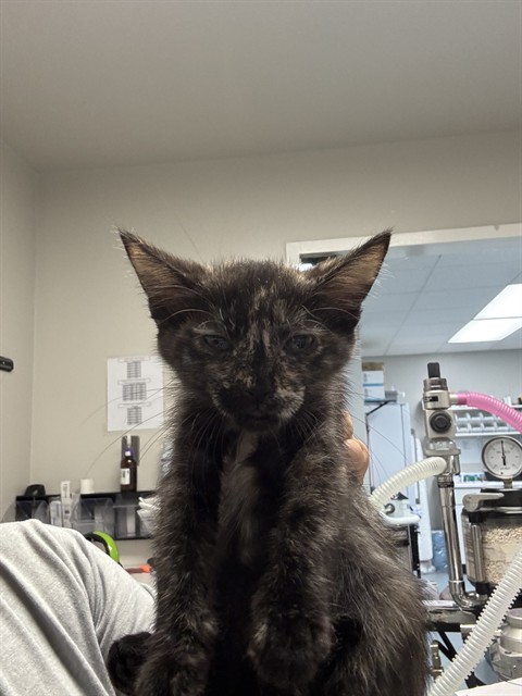 Shelter Stray Female Cat last seen PINE ST, BAKERSFIELD, CA, 201 S Mt Vernon Ave, Bakersfield, CA 93307, USA