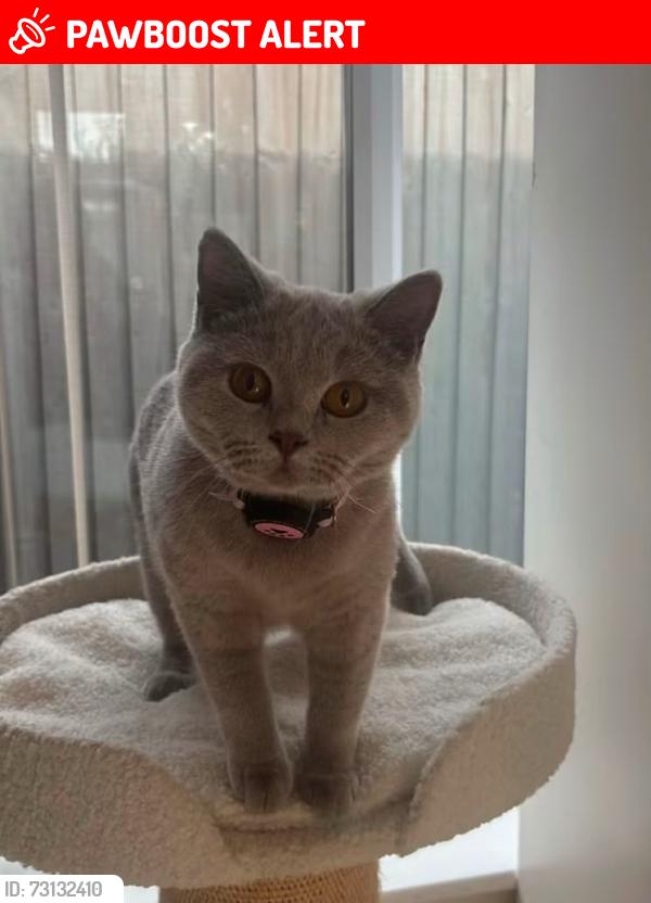 Lost Female Cat last seen Riverside Way, Hanham, England BS15 3TF