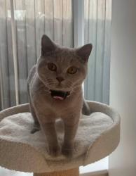 Lost Female Cat last seen Riverside Way, Hanham, England BS15 3TF