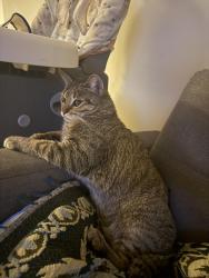 Reunited Female Cat last seen Goshen Ave and Westgate, Los Angeles, CA 90049