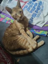 Found/Stray Male Cat last seen North Fort Apache and Cheyenne, Las Vegas, NV 89129