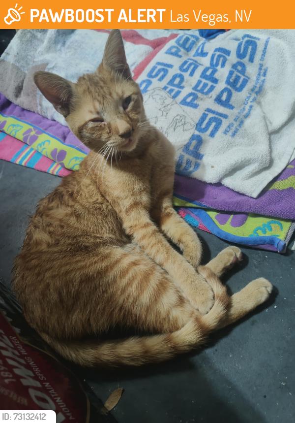 Found/Stray Male Cat last seen North Fort Apache and Cheyenne, Las Vegas, NV 89129