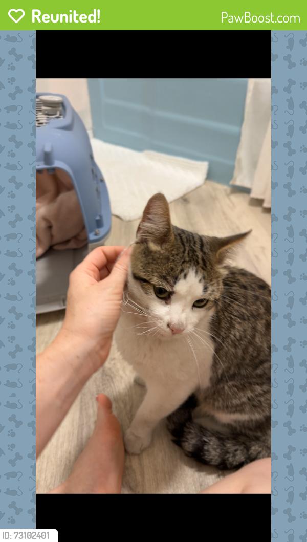 Reunited Male Cat last seen Winona and Hollywood way, Burbank, CA 91505
