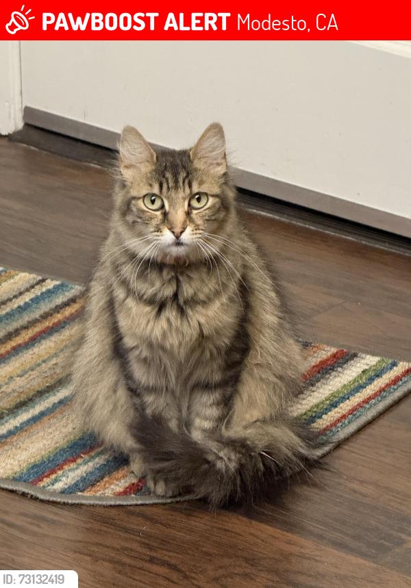 Lost Female Cat last seen Del Rey Ave, Modesto, CA 95350