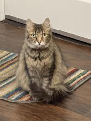Lost Female Cat last seen Del Rey Ave, Modesto, CA 95350
