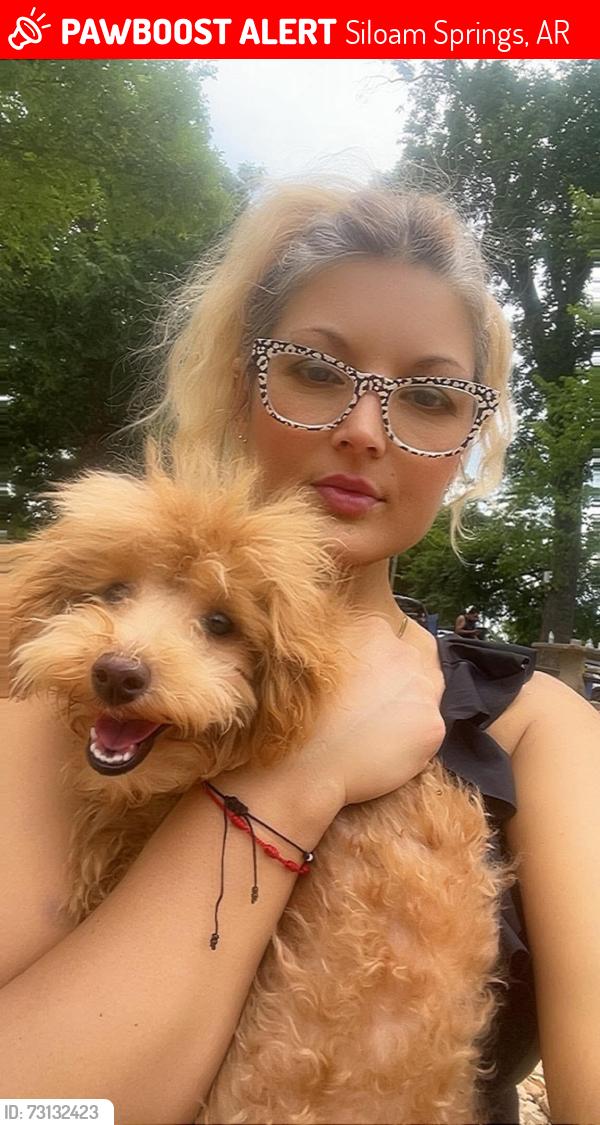 Lost Female Dog last seen American best inn, Siloam Springs, AR 74338