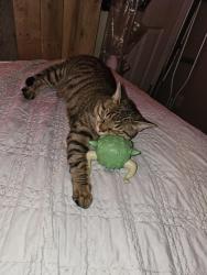 Lost Male Cat last seen Camellia state Neighborhoods, Prattville, AL 36067