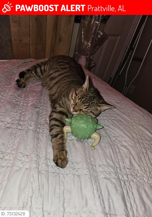 Lost Male Cat last seen Camellia state Neighborhoods, Prattville, AL 36067