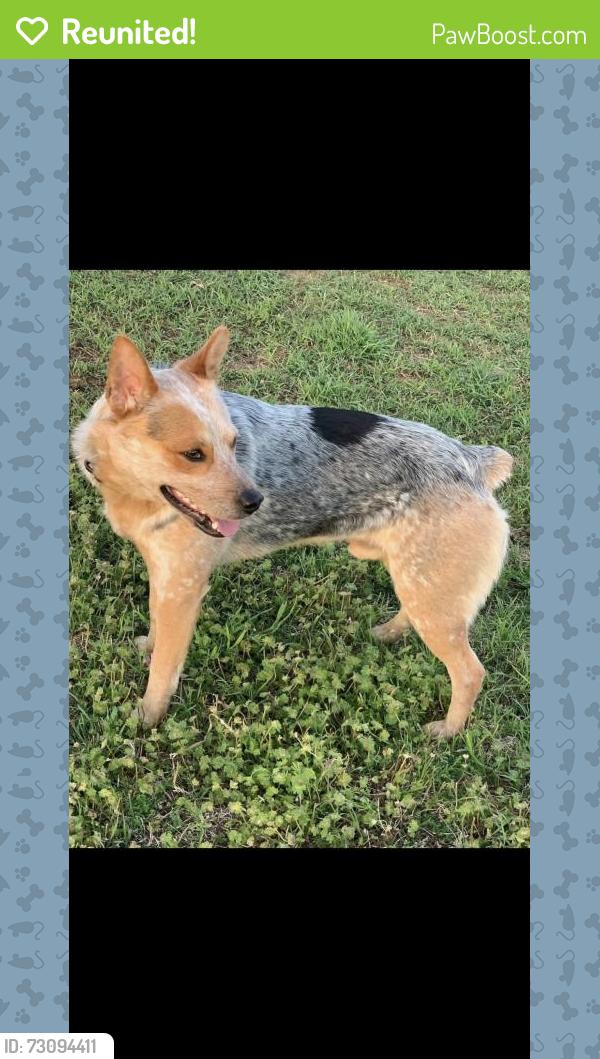 Reunited Male Dog last seen 21st street, Guthrie, OK 73044