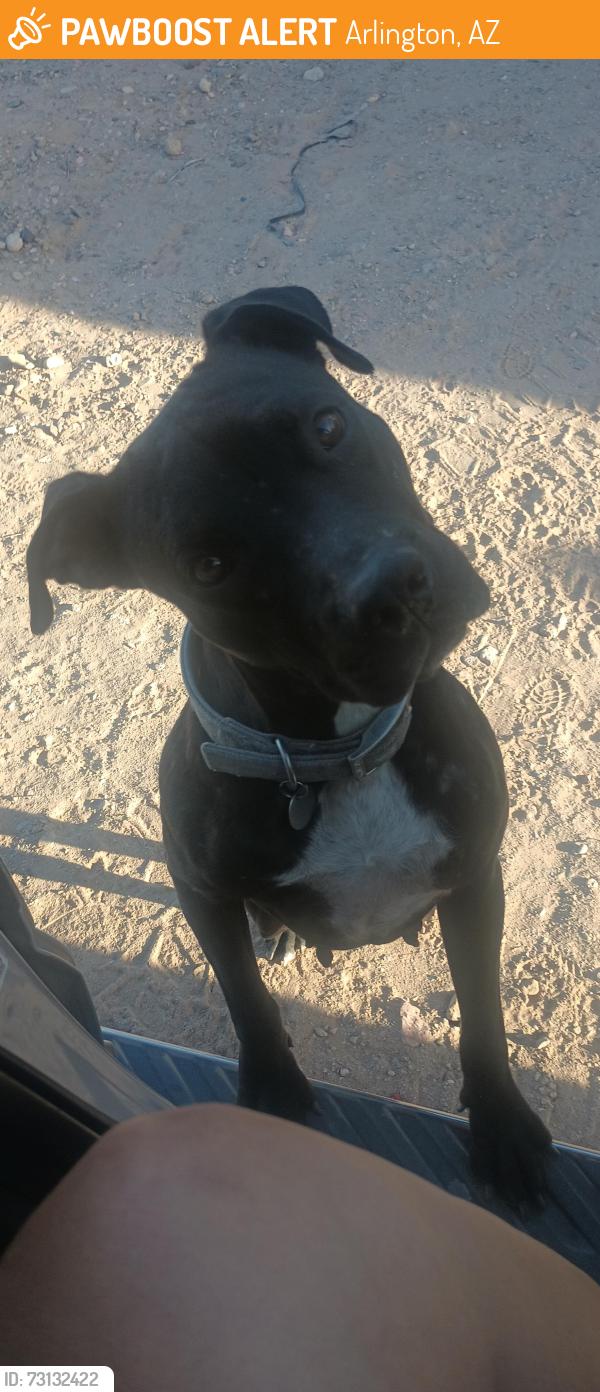 Found/Stray Female Dog last seen Arlington Mountain, Arlington, AZ 85322