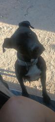 Found/Stray Female Dog last seen Arlington Mountain, Arlington, AZ 85322