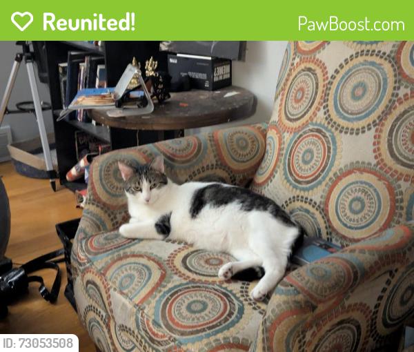 Reunited Male Cat last seen East Watson, St. Louis, MO 63126