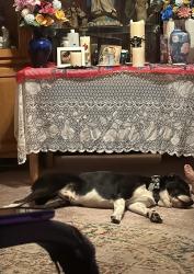 Reunited Male Dog last seen Last seen on laylor street and liberty street, Trenton, NJ 08610