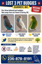 Lost Unknown Bird last seen 143A, Surrey, BC V3W 0X5
