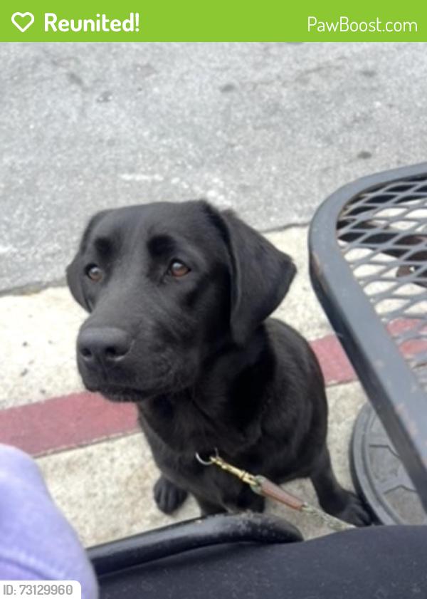 Reunited Female Dog last seen Ward Blvd., Orville, Oroville, CA 95966