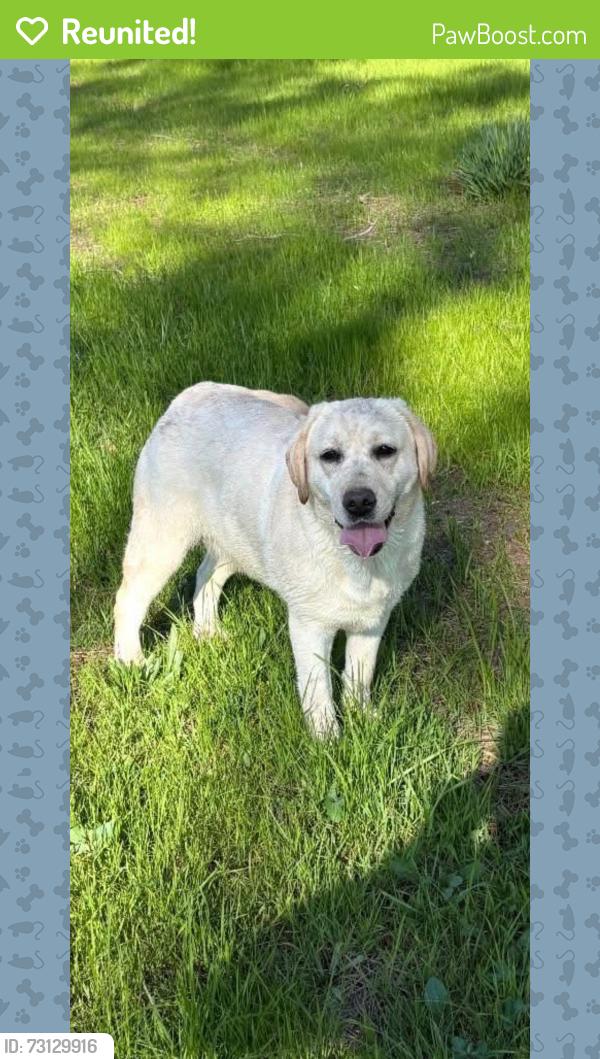 Reunited Female Dog last seen Plumas dr Oroville California, Oroville, CA 95966