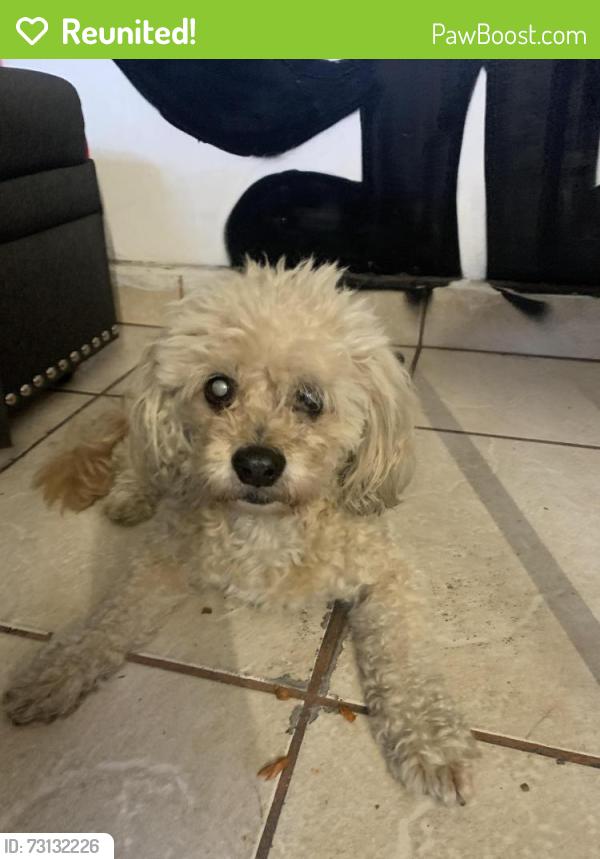Reunited Male Dog last seen Gage ave, Huntington Park, CA 90255