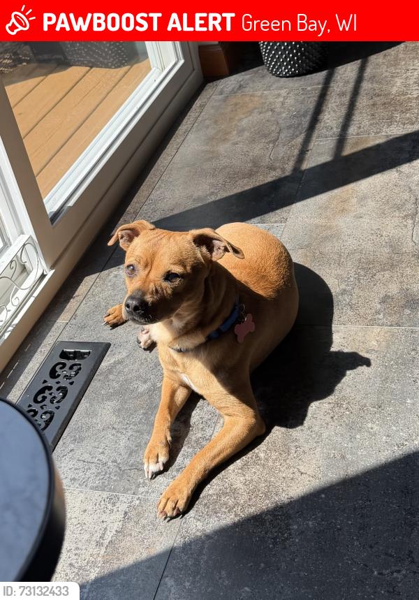 Lost Male Dog last seen Wood lane and st Pats Drive, Green Bay, WI 54313