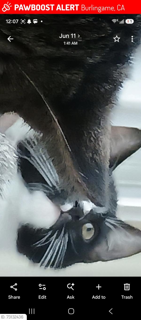 Lost Male Cat last seen Popular ave, Burlingame, CA 94010