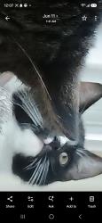 Lost Male Cat last seen Popular ave, Burlingame, CA 94010