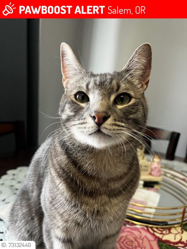 Lost Male Cat last seen Wiltsey rd, Salem, OR 97306