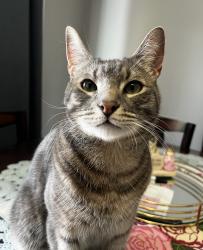 Lost Male Cat last seen Wiltsey rd, Salem, OR 97306