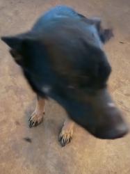 Lost Female Dog last seen Near lansford drive memphis tn, Memphis, TN 38128