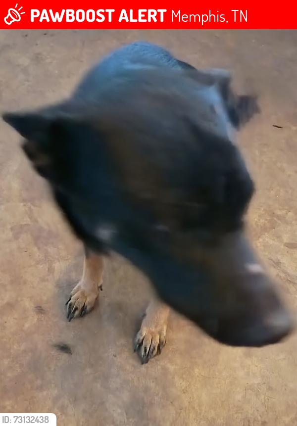 Lost Female Dog last seen Near lansford drive memphis tn, Memphis, TN 38128