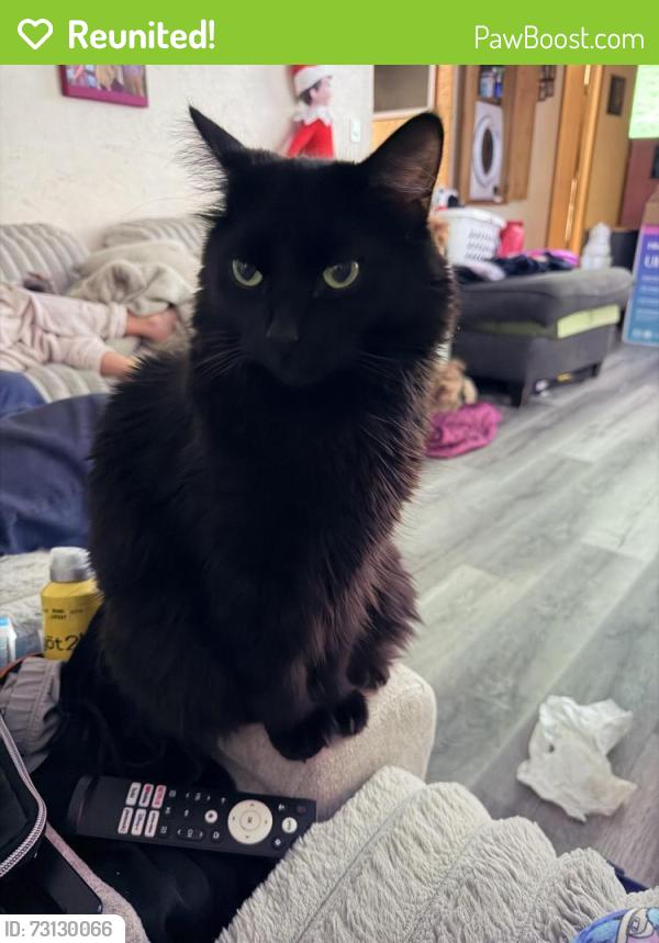 Reunited Male Cat last seen 117th and florist, Milwaukee, WI 53225