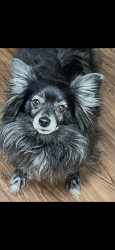 Lost Male Dog last seen Near pinecone St., Golden, Golden, CO 80401