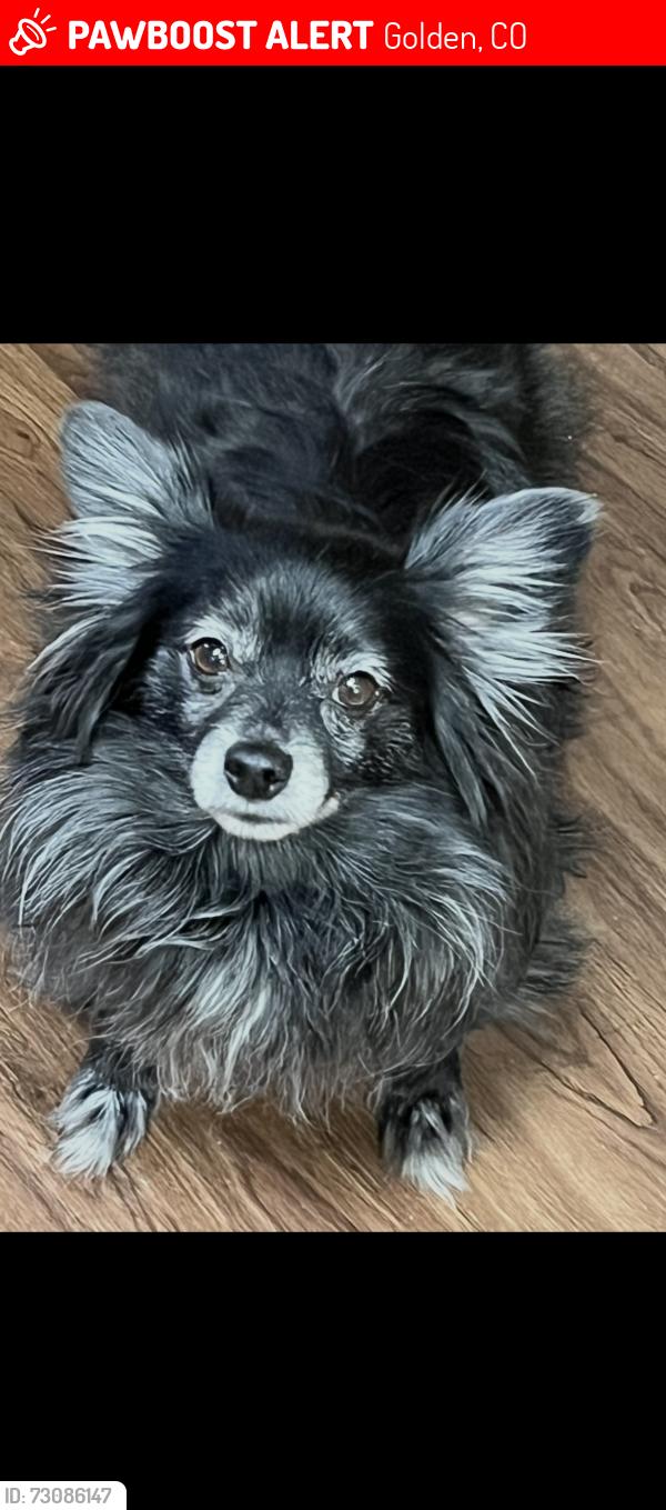 Lost Male Dog last seen Near pinecone St., Golden, Golden, CO 80401