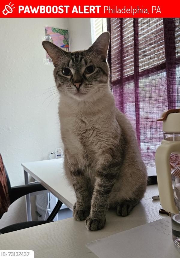 Lost Female Cat last seen Septa train platform, near Terminal E of Philadelphia airport, Philadelphia, PA 19153