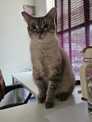 Lost Female Cat last seen Septa train platform, near Terminal E of Philadelphia airport, Philadelphia, PA 19153