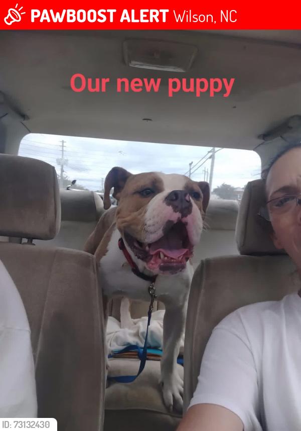 Lost Male Dog last seen Hines st, Daniel st, park ave, Bruton, st, Wilson, NC 27893