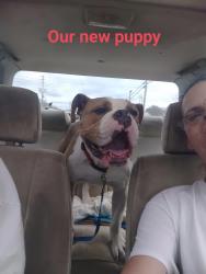 Lost Male Dog last seen Hines st, Daniel st, park ave, Bruton, st, Wilson, NC 27893