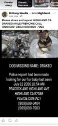 Reunited Male Dog last seen Orchid Dr E, Highland, CA 92346, USA, Highland, CA 92346