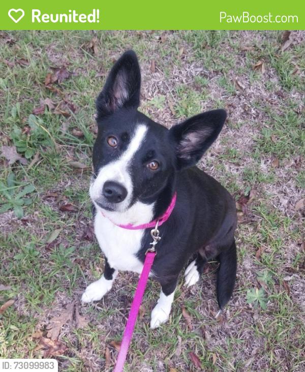 Reunited Female Dog last seen Loretta C. Wood Park, Pelzer, SC 29669