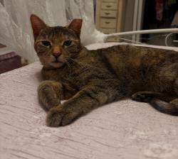 Lost Female Cat last seen Central and Baseline, Phoenix, AZ 85041