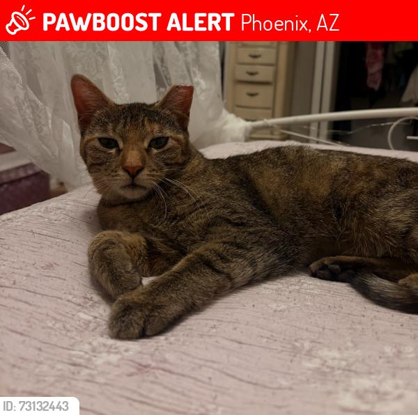 Lost Female Cat last seen Central and Baseline, Phoenix, AZ 85041