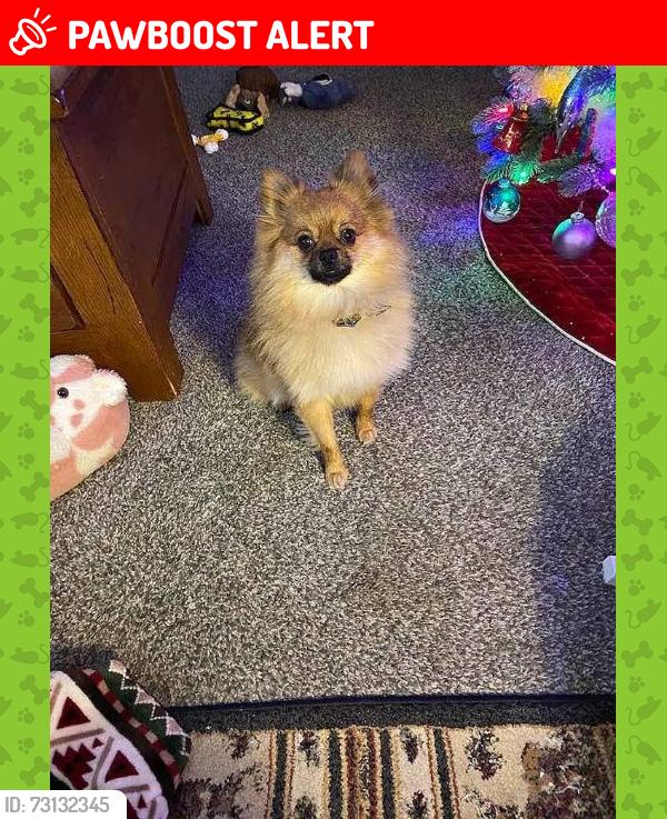 Lost Male Dog last seen Route 5 and Sandy Lake Road, Rootstown Township, OH 44266