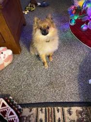 Lost Male Dog last seen Route 5 and Sandy Lake Road, Rootstown Township, OH 44266
