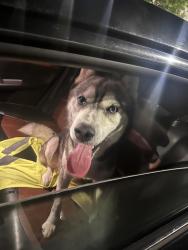 Found/Stray Male Dog last seen amazon, Hampton, VA 23669