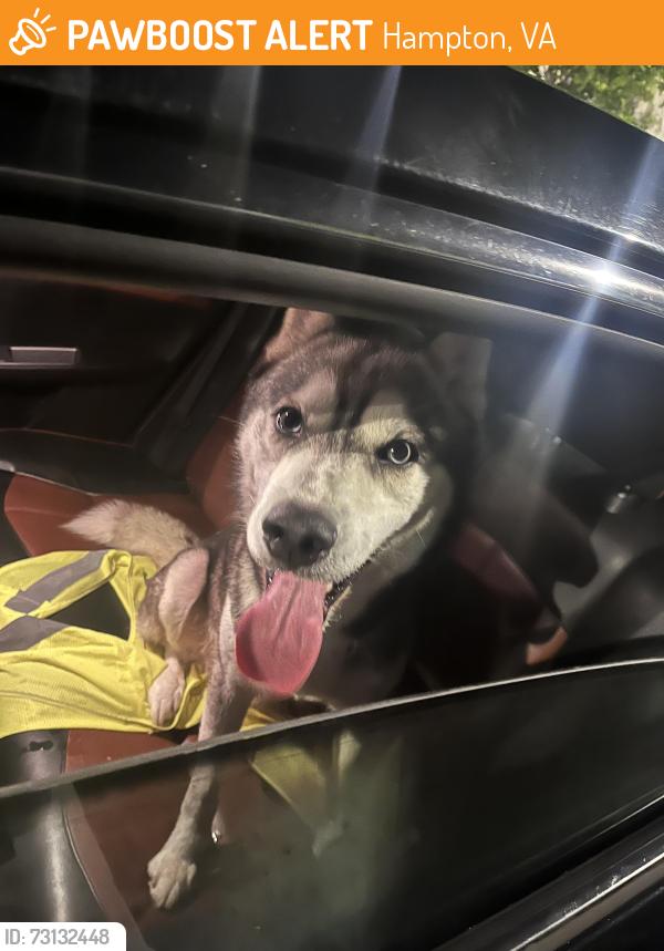 Found/Stray Male Dog last seen amazon, Hampton, VA 23669