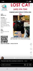 Reunited Male Cat last seen Rt 102, Londonderry, NH 03053