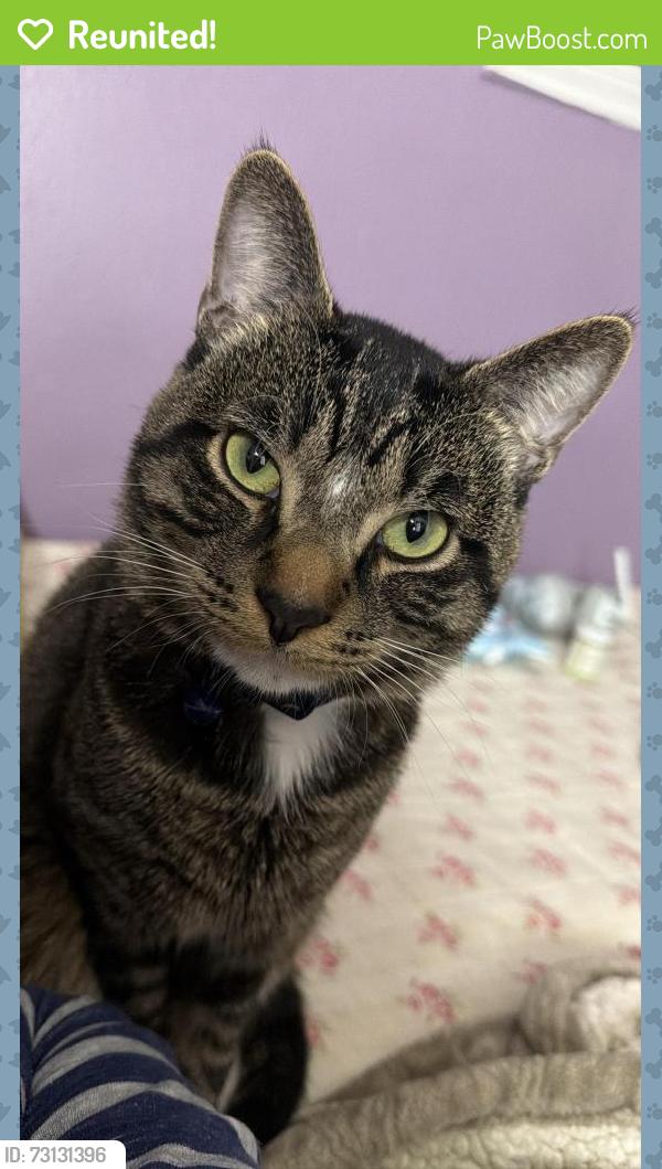 Reunited Male Cat last seen Alta and Torrey pines, Las Vegas, NV 89107