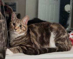 Reunited Male Cat last seen Princess rd, North Vancouver, BC V7N 1J7