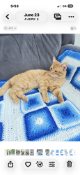Lost Male Cat last seen E 38 th Ave & Ensenada St. Denver Co 80249, Denver, CO 80249