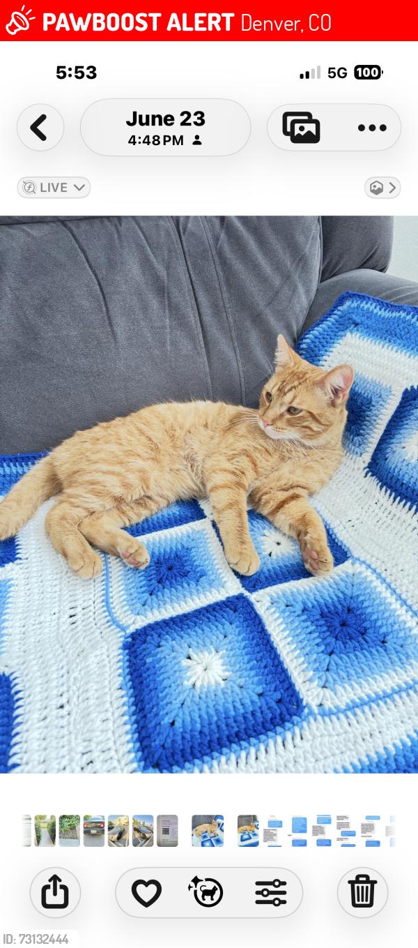 Lost Male Cat last seen E 38 th Ave & Ensenada St. Denver Co 80249, Denver, CO 80249